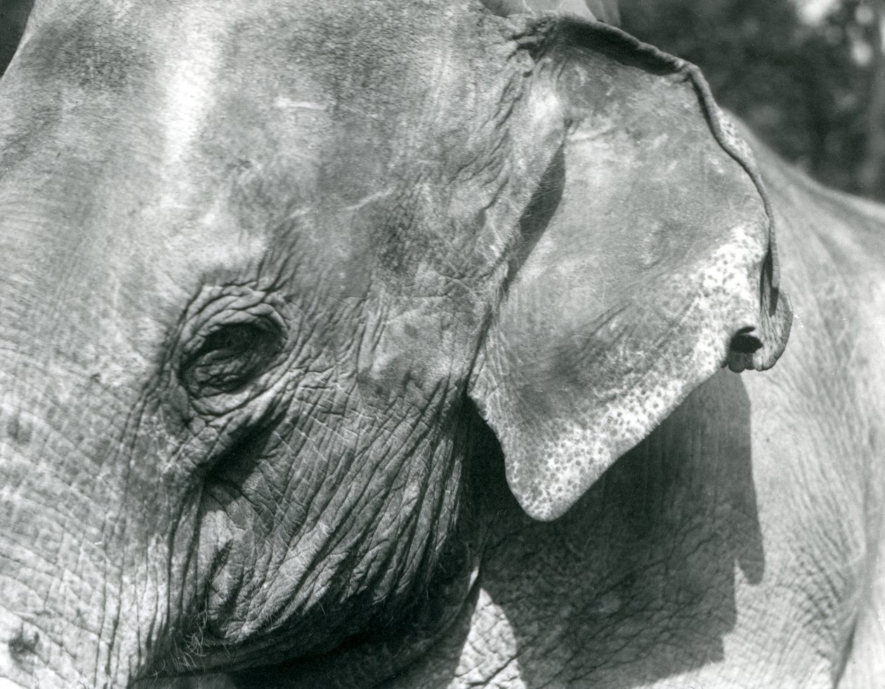 En burmesisk elefant, London Zoo, september 1926 af Frederick William Bond