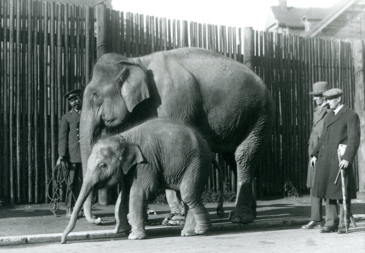 En burmesisk elefant og hendes kalv bliver taget en tur af deres vogter, mens to andre mænd ser på af Frederick William Bond