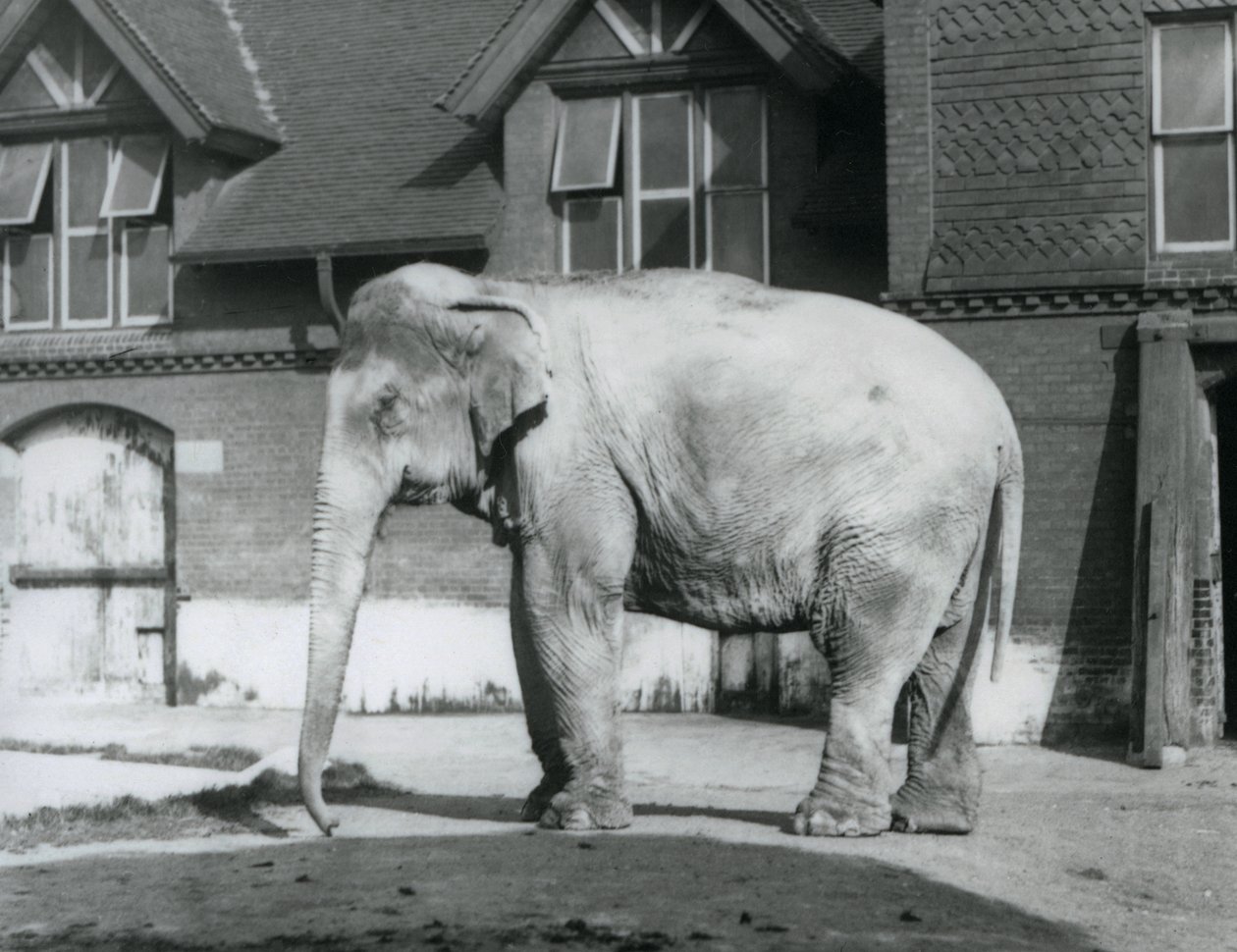 En burmesisk elefant står uden for Elephant House, London Zoo af Frederick William Bond