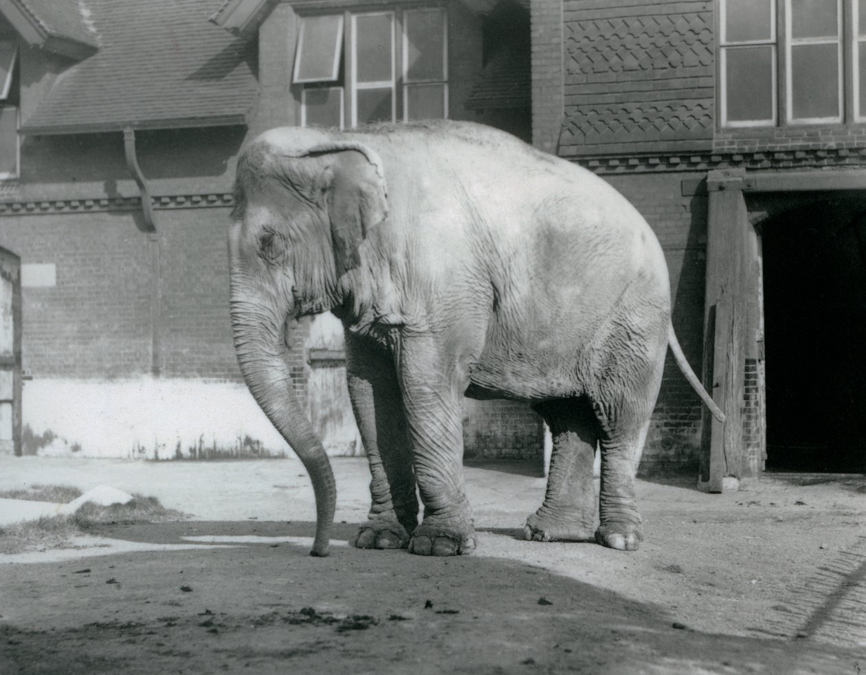 En burmesisk elefant stående uden for Elephant House i London Zoo i 1929 (s/h foto) af Frederick William Bond