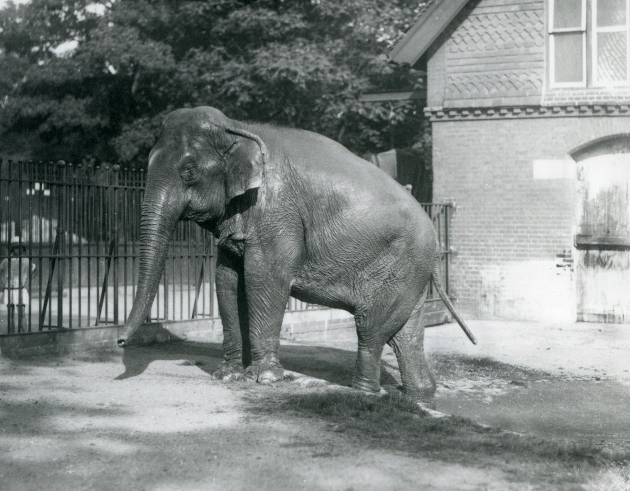 En burmesisk elefant træder ud af en pool i dens indhegning, London Zoo af Frederick William Bond