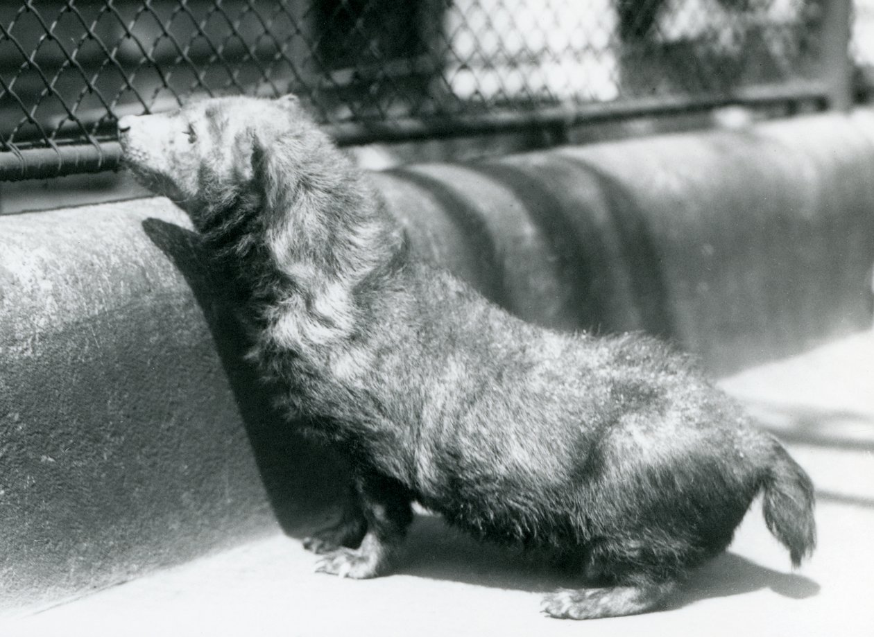 En buskhund i London Zoo, juni 1925 af Frederick William Bond