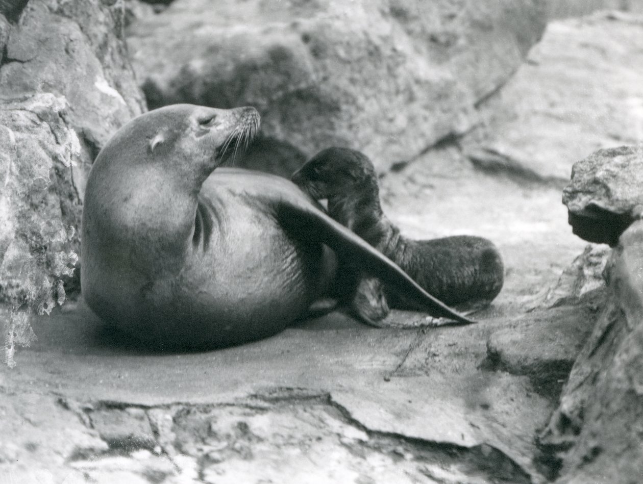 En søløve fra Californien, der ammer sin en time gamle hvalp, London Zoo, juli 1925 af Frederick William Bond