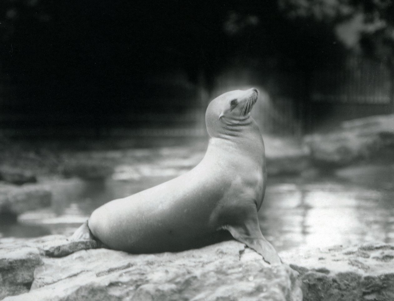 En californisk søløve, der sidder på en sten ved siden af sin pool, London Zoo, september 1925 af Frederick William Bond
