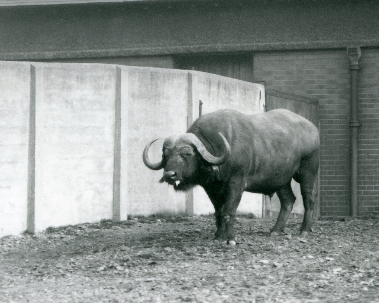 En kap/afrikansk bøfeltyr stående på bar jord ved siden af betonvæggen i dens indhegning i London Zoo i 1928 (s/h foto) af Frederick William Bond