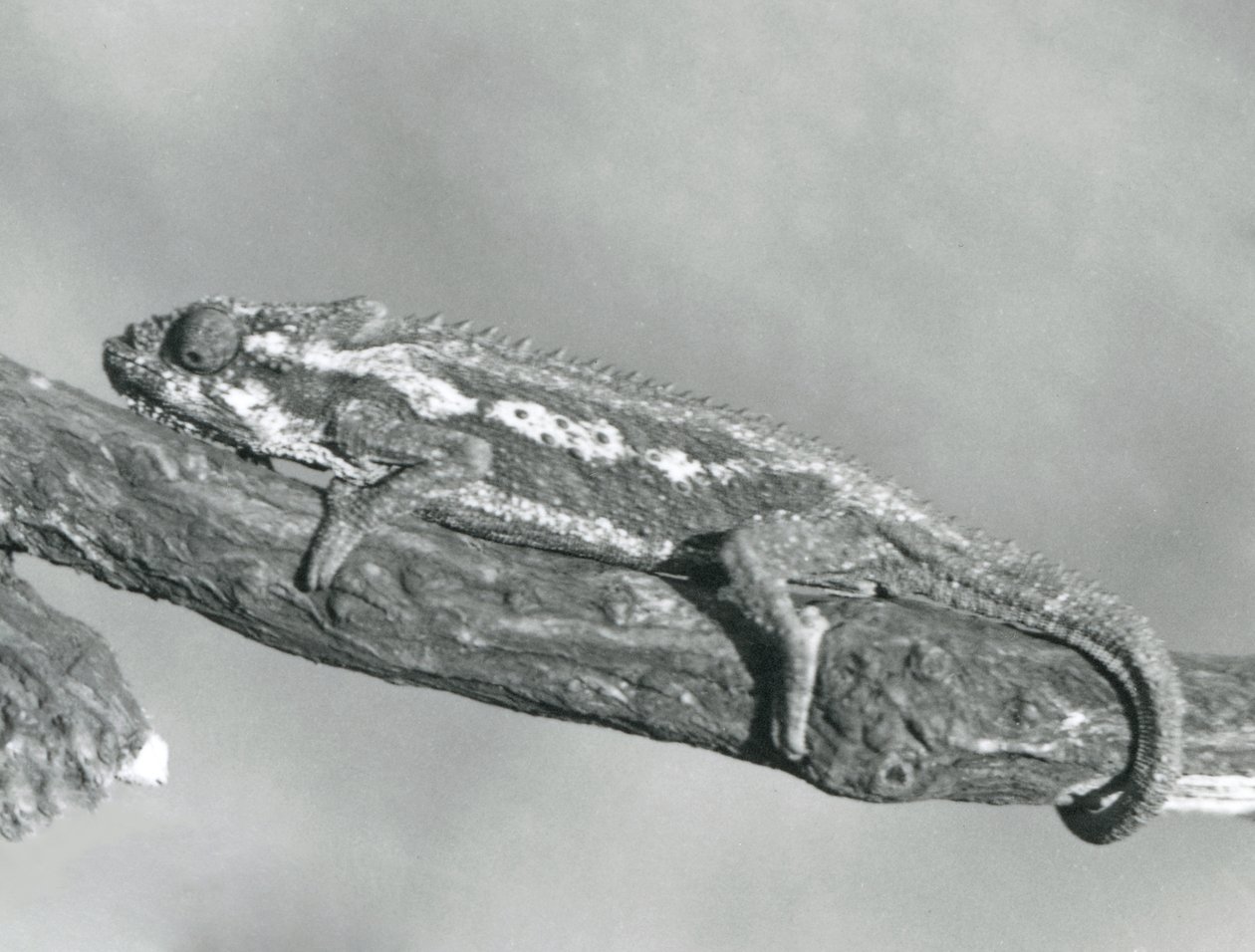 En Cape Dwarf Kamæleon, der holder fast i en gren, London Zoo, 1927 af Frederick William Bond