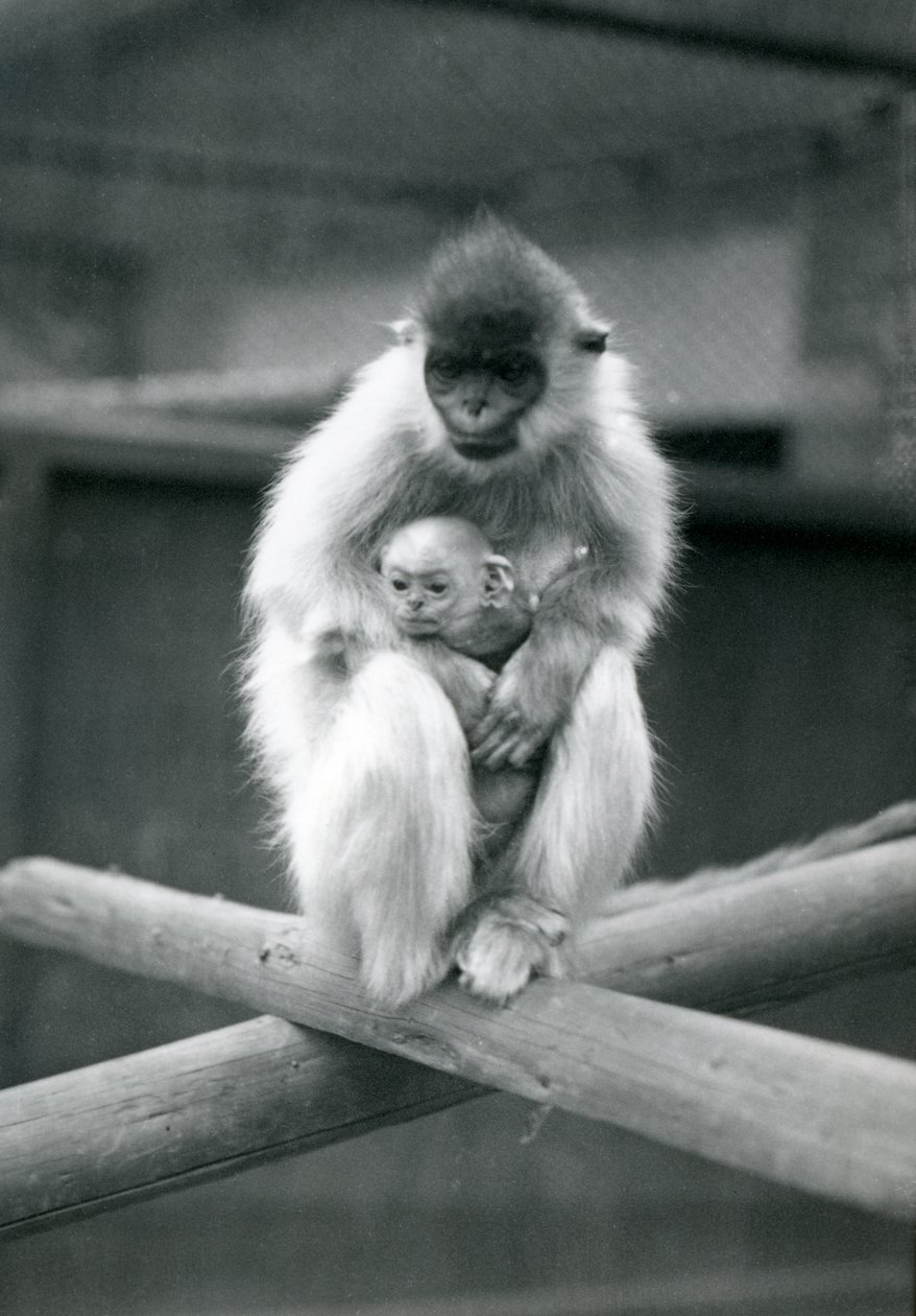 En Capped Langur holder baby, mens han sidder på en bjælke. London Zoo, 6. oktober 1913 af Frederick William Bond