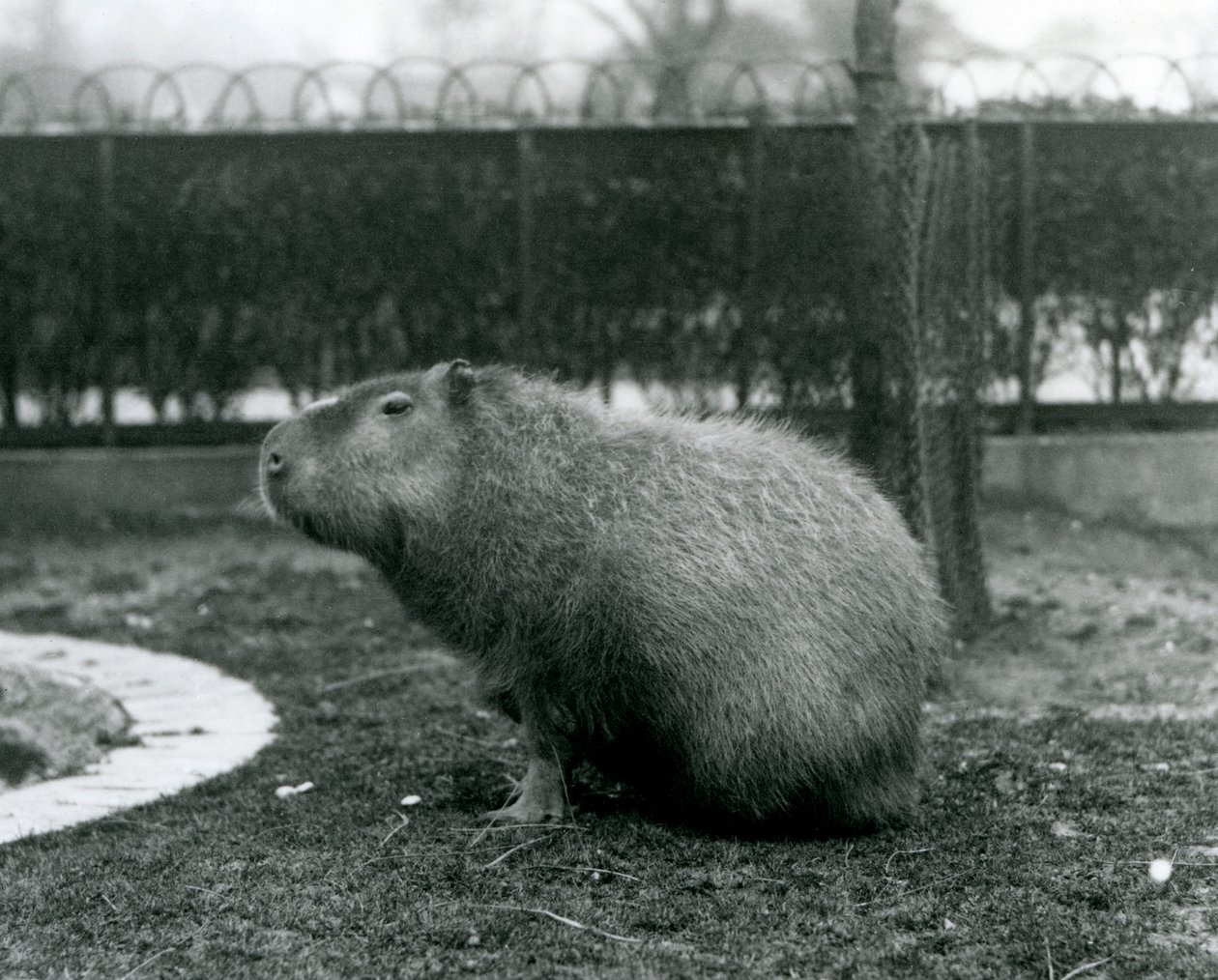 En Capybara siddende i sin indhegning i London Zoo i august 1927 af Frederick William Bond