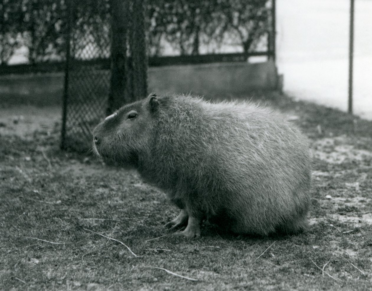 En Capybara, der sidder i sin indhegning i London Zoo i juni 1927 af Frederick William Bond