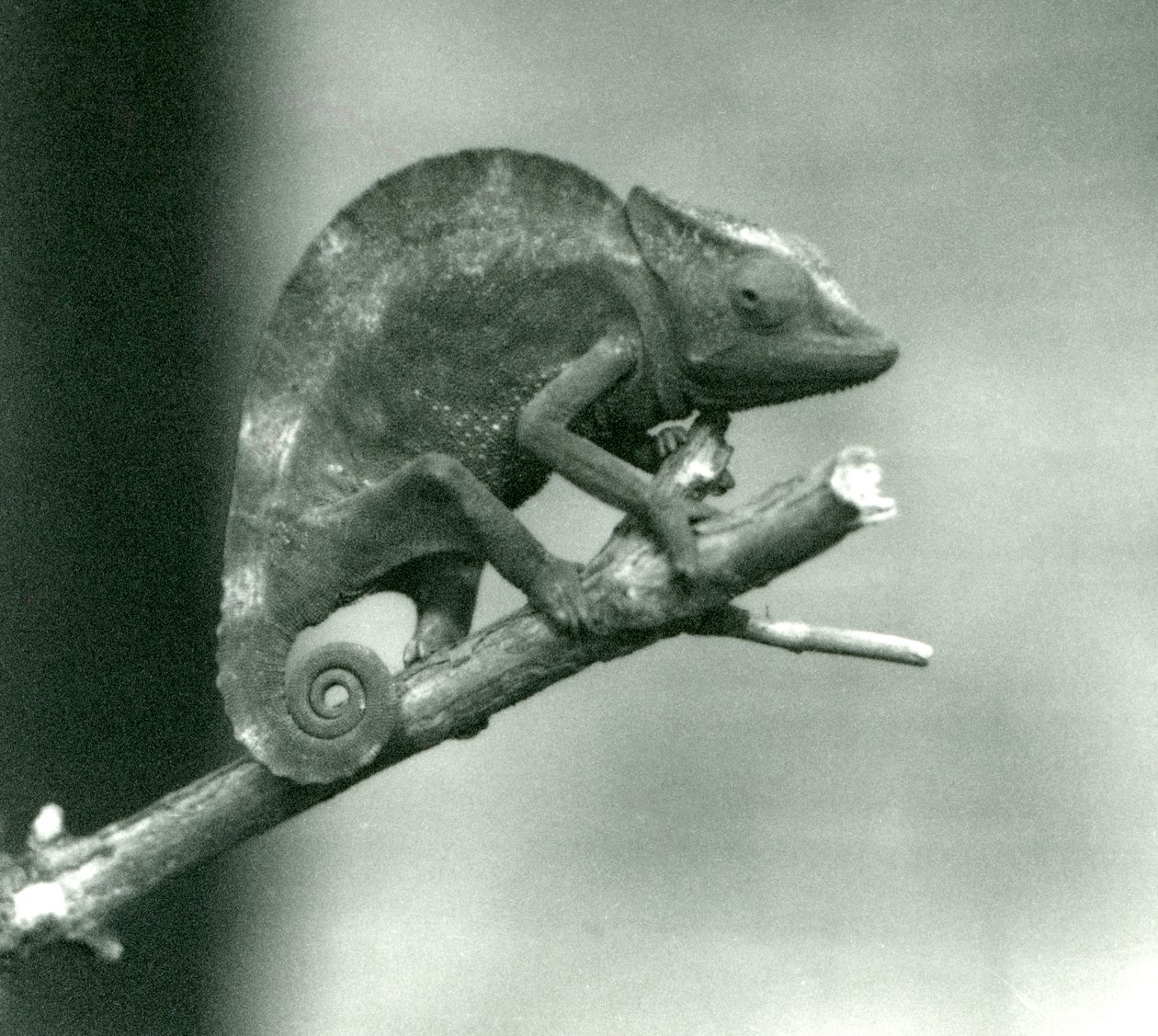 En kamæleon, der holder fast i enden af en filial, London Zoo, 1927 af Frederick William Bond