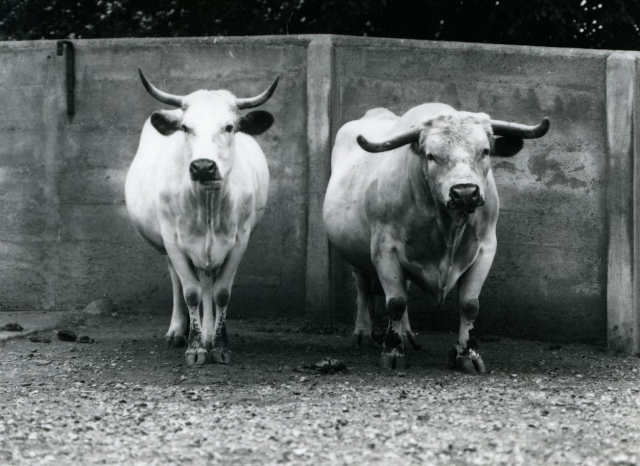 En Chartley-tyr og ko i London Zoo, juli 1924 af Frederick William Bond