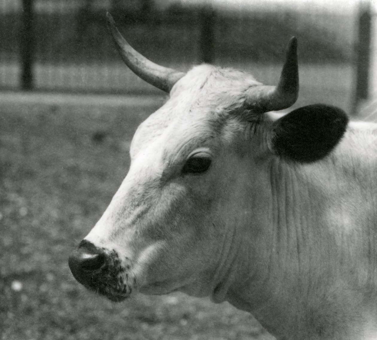 En Chartley-ko i London Zoo, juli 1924 af Frederick William Bond