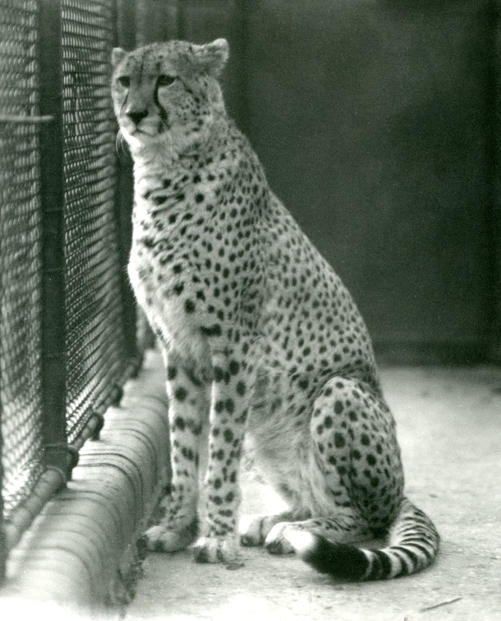 En geparden sidder i sit indhegnede område i London Zoo, oktober 1924 af Frederick William Bond