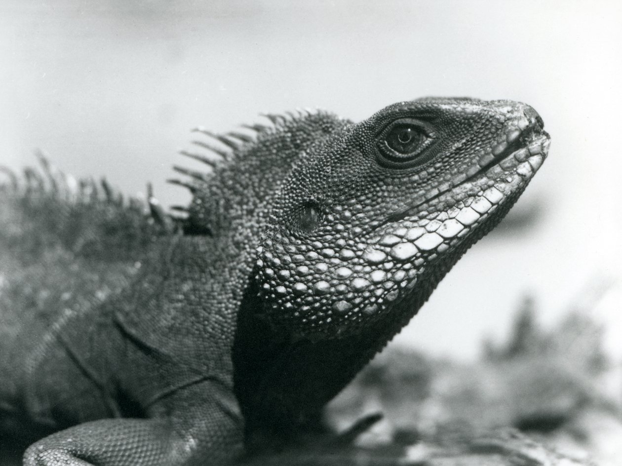 En kinesisk/asiatisk/thailandsk/grøn vanddrage i London Zoo i august 1928 (s/h-billede) af Frederick William Bond