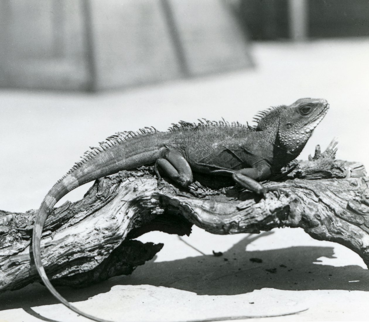 En kinesisk/asiatisk/thailandsk/grøn vanddrage hviler på en træstamme i London Zoo i 1928 (s/h foto) af Frederick William Bond
