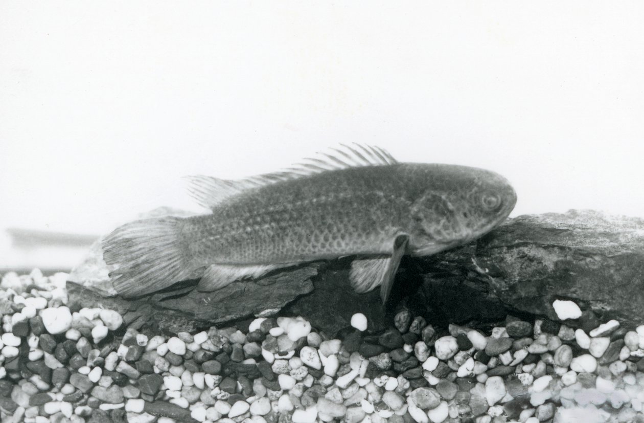 En klatrende aborre hvilende på sten og grus i bunden af sin tank, i vand i London Zoo i september 1928 af Frederick William Bond