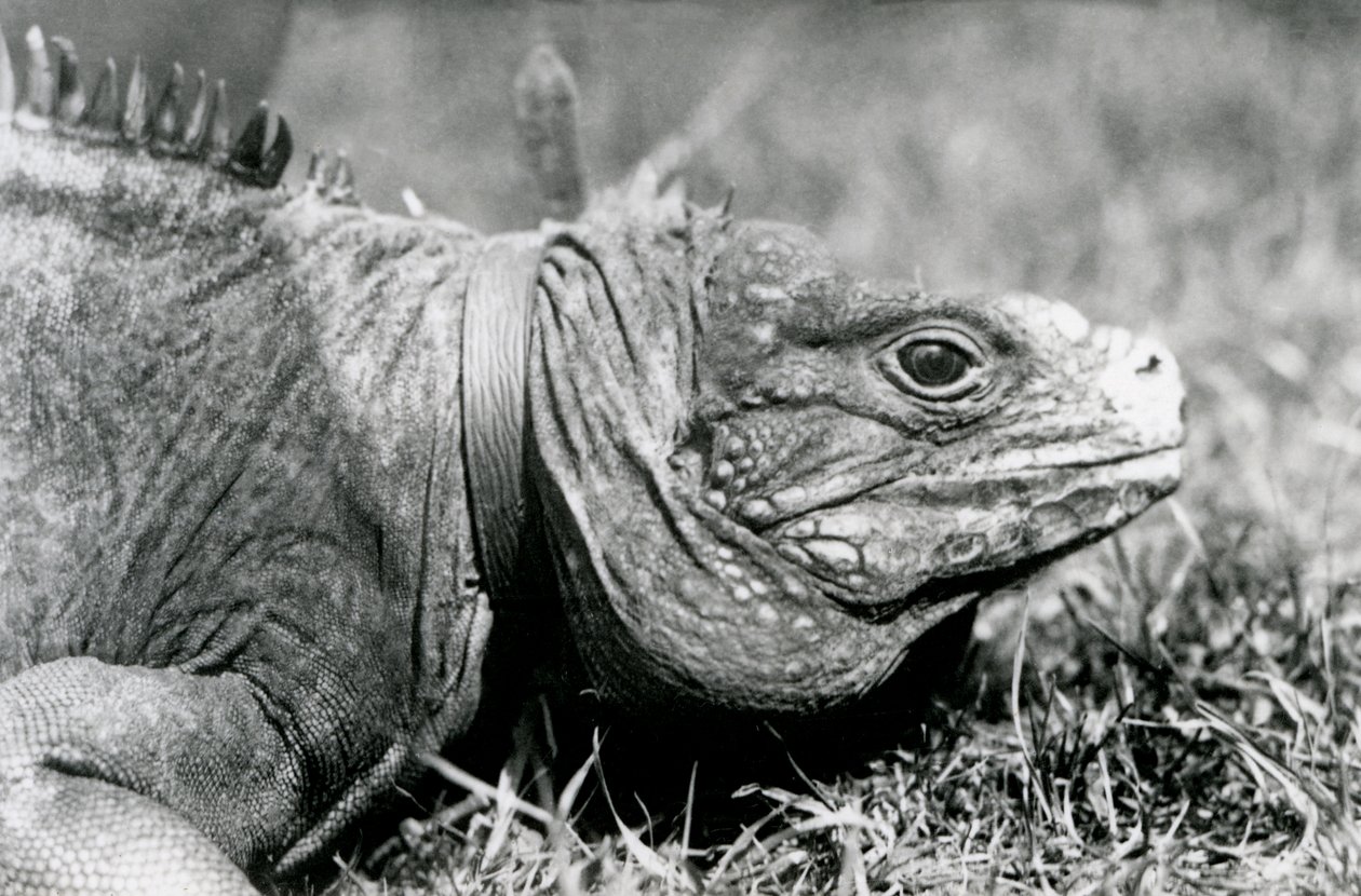 En Clouded Rock Iguana Methuselah, iført krave, gående på en græsplæne i London Zoo, juli 1924 af Frederick William Bond