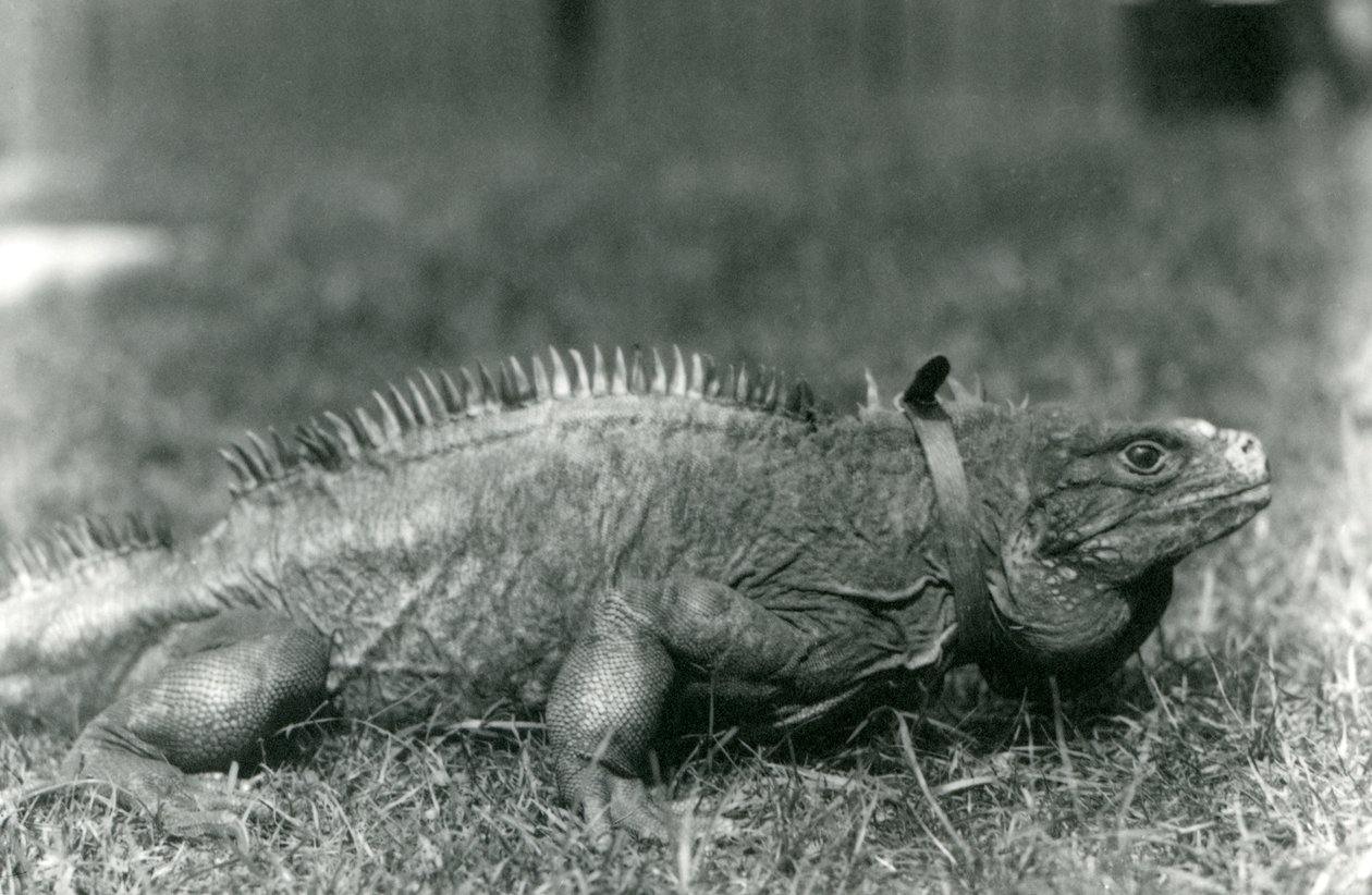 En Clouded Rock Iguana, iført krave, gående på en græsplæne i London Zoo, juli 1924 af Frederick William Bond