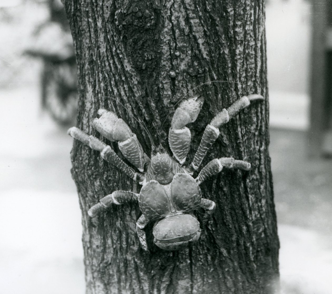 En kokosnødrøverkrabbe klatrer i et træ, London Zoo, 1927 af Frederick William Bond