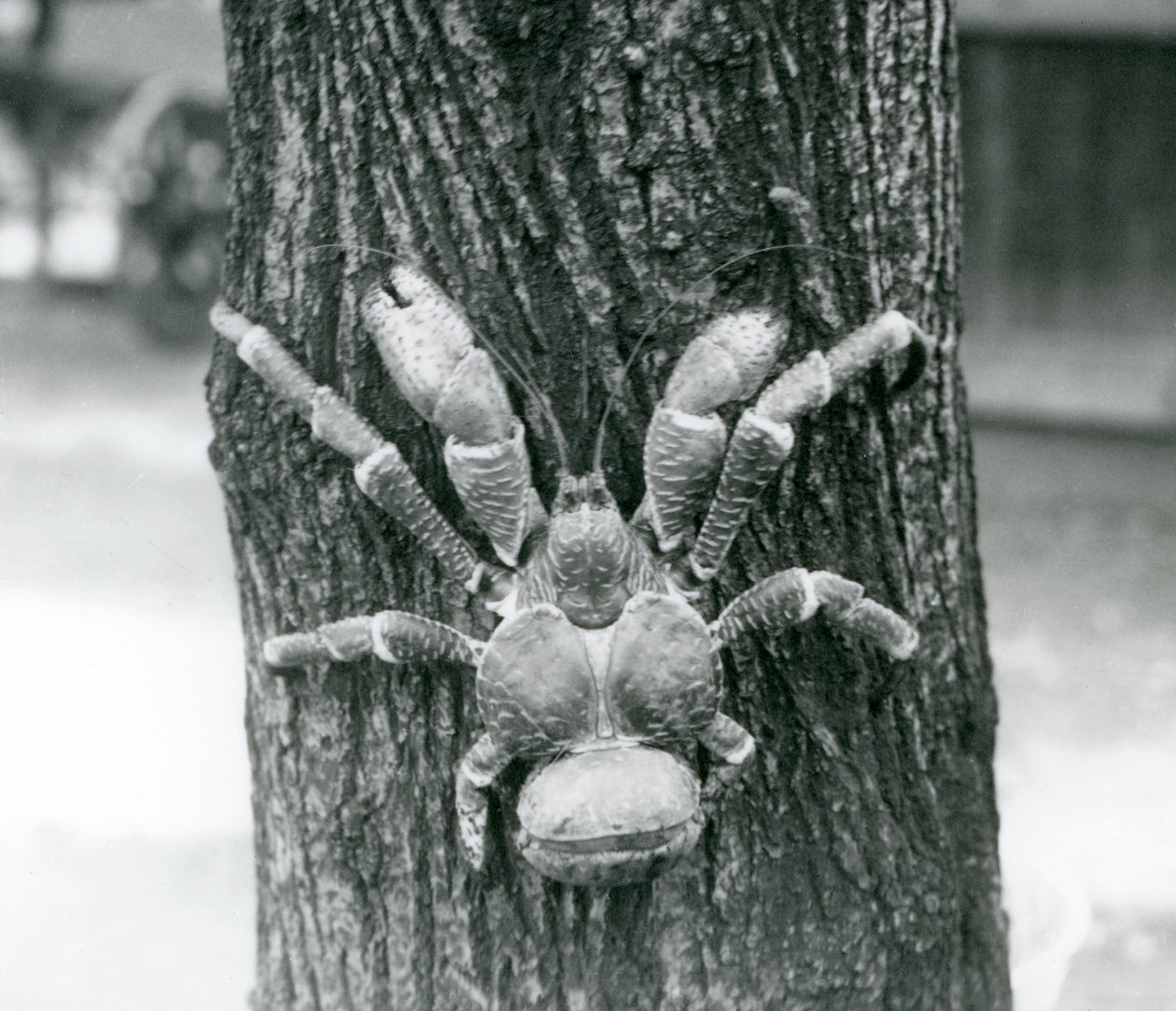 En kokosnøddekrabbe, eller røverkrabbe, klatrer i et træ, London Zoo, juli 1927 af Frederick William Bond