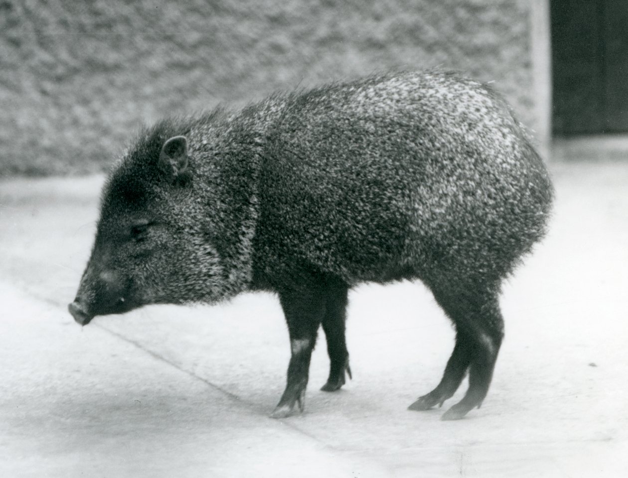 En halsbåndsspejder i London Zoo, 1927 af Frederick William Bond