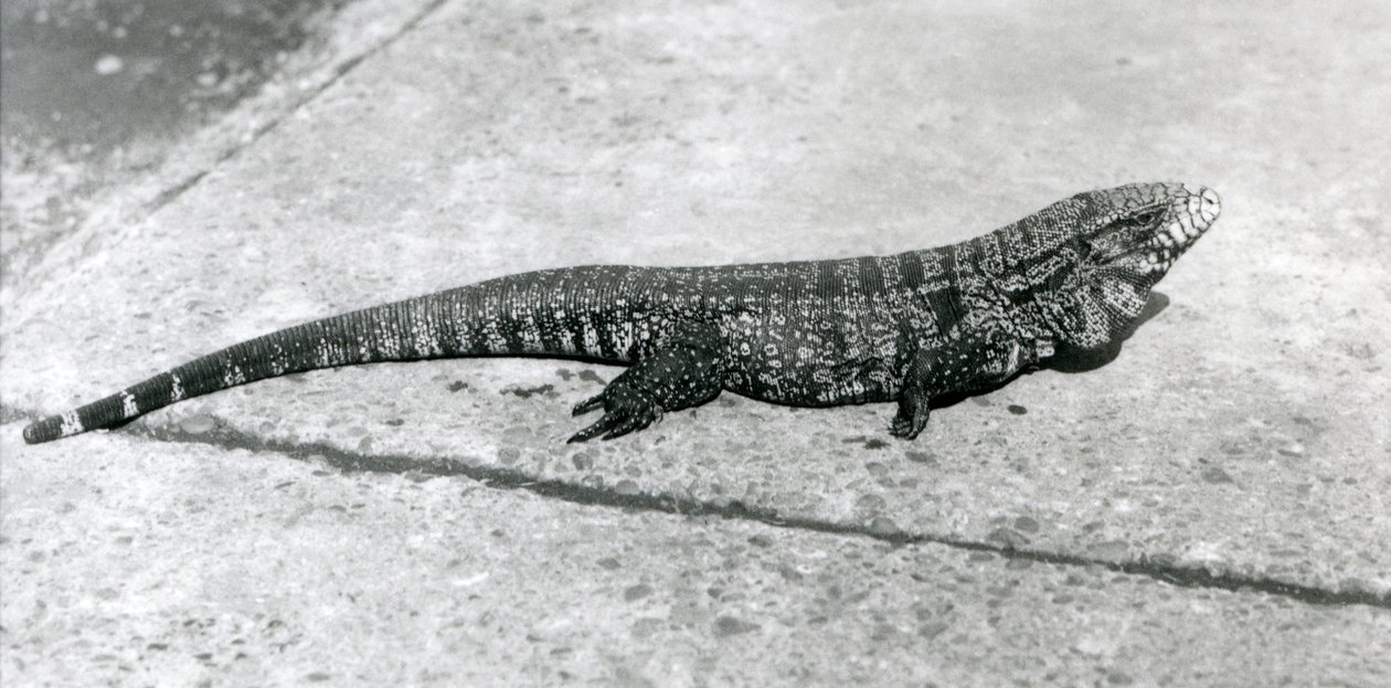 En CommonGoldGoldenBlackColumbian Tegu eller Tiger Lizard i London Zoo i august 1926 af Frederick William Bond