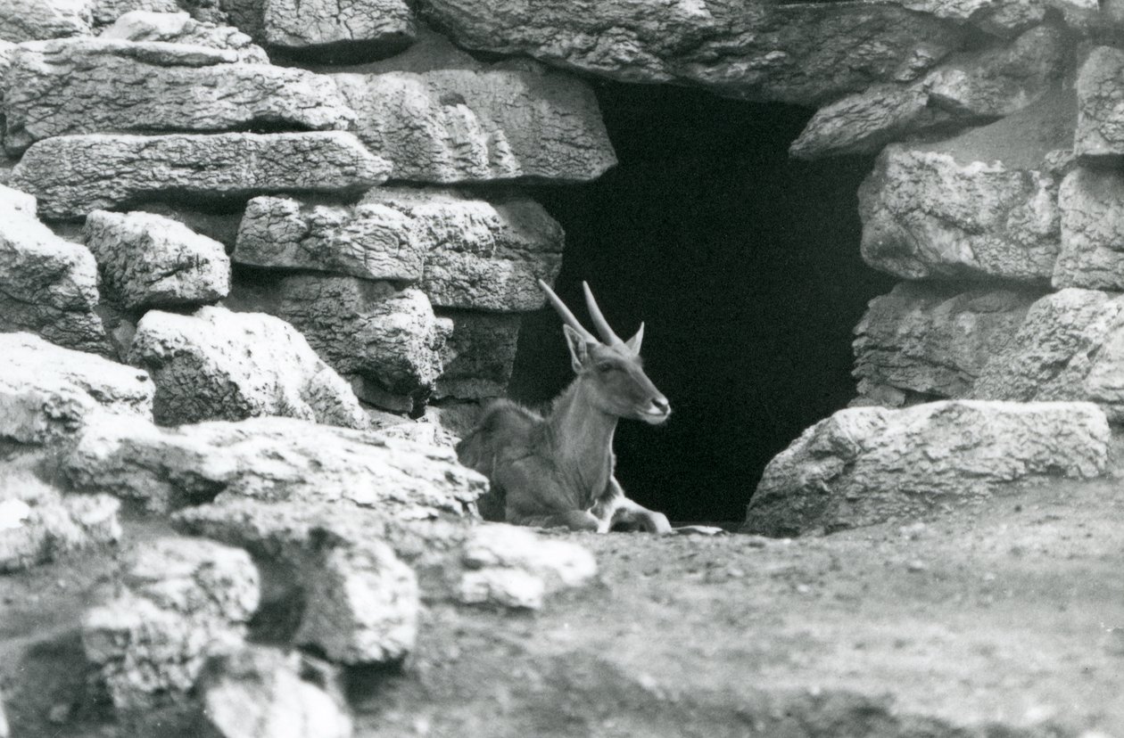 En almindelig eland hviler i indgangen til sit husly blandt klipperne i Eland/Antelope Paddock, London Zoo i 1929 (s/h foto) af Frederick William Bond