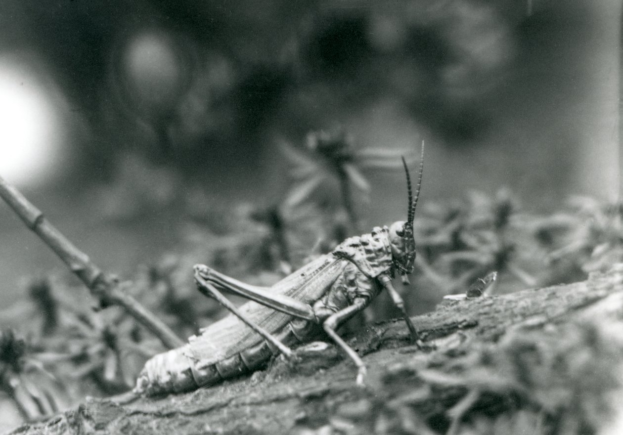 A Common Milkweed Locust i London Zoo, maj 1927 af Frederick William Bond