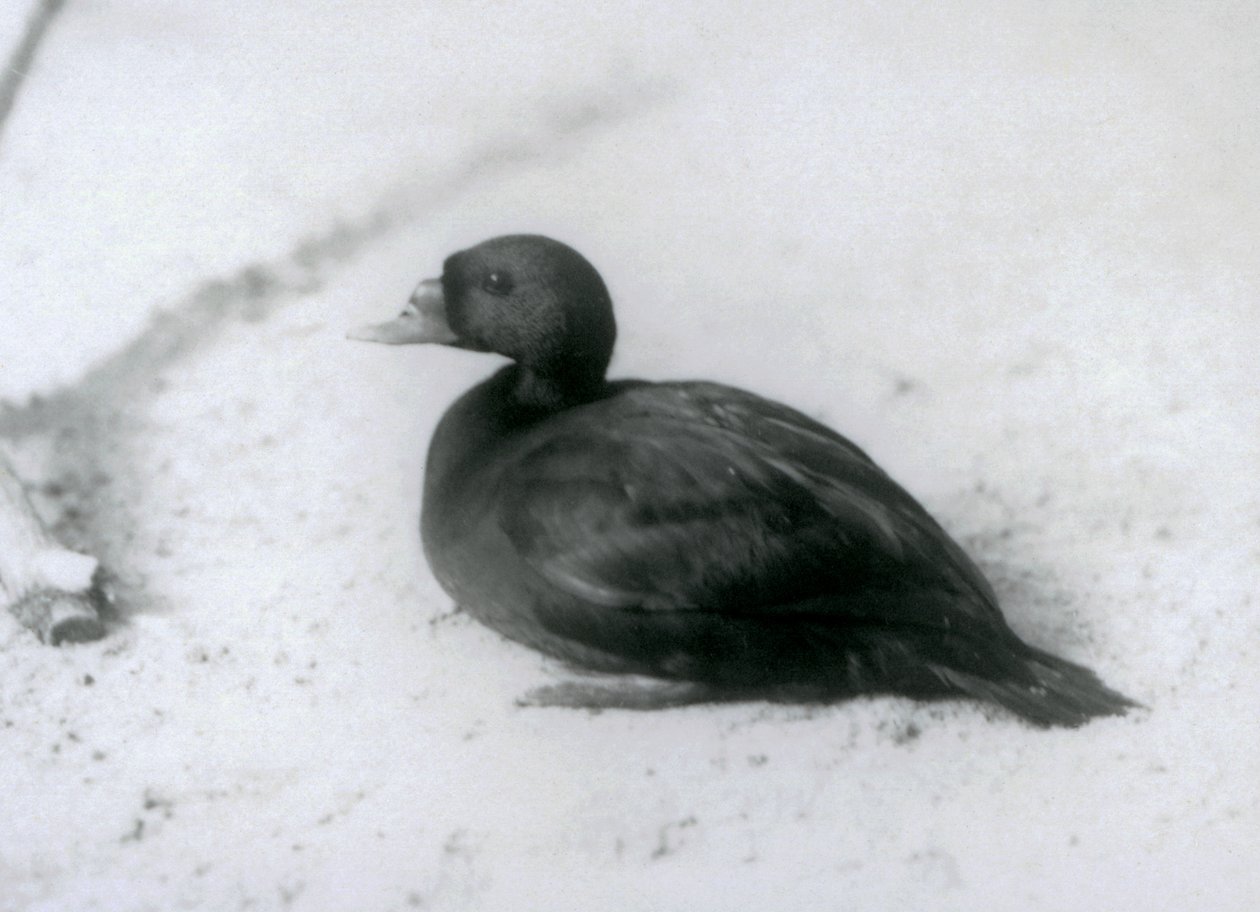 En sumpmejse i London Zoo i 1925 af Frederick William Bond