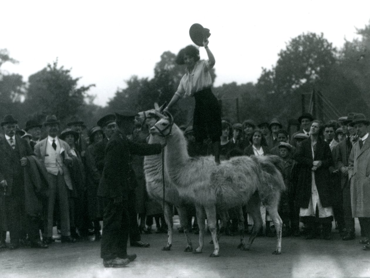 En Cowgirl står på to lamaer under et besøg i London Zoo i 1924 af Frederick William Bond