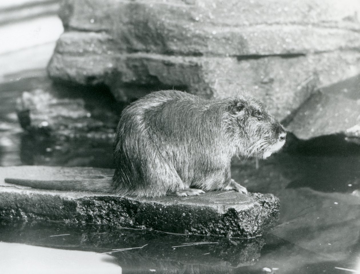En Coypu siddende på en klippeafsats i en pool i dens indhegning i London Zoo, februar 1928 (s/h foto) af Frederick William Bond