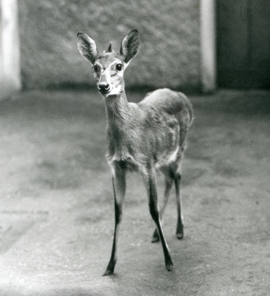 En kronet Sahel-vestafrikansk Bush Duiker i London Zoo i august 1927 af Frederick William Bond