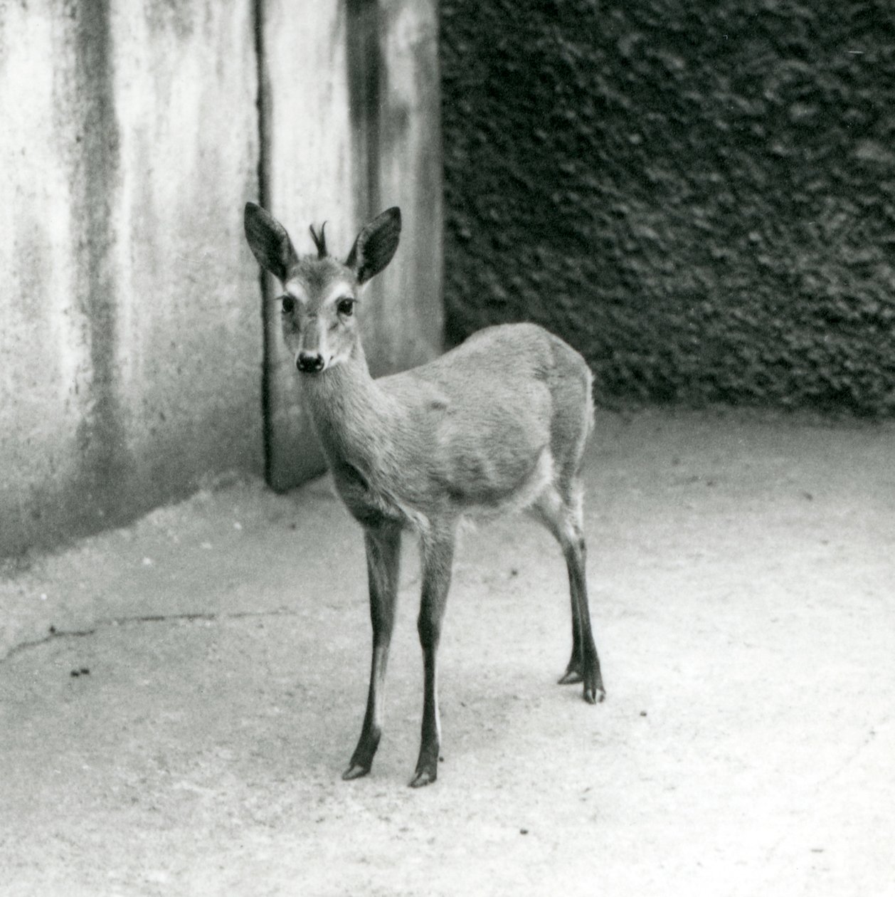 En kronet Sahel-vestafrikansk Bush Duiker i London Zoo i august 1927 af Frederick William Bond