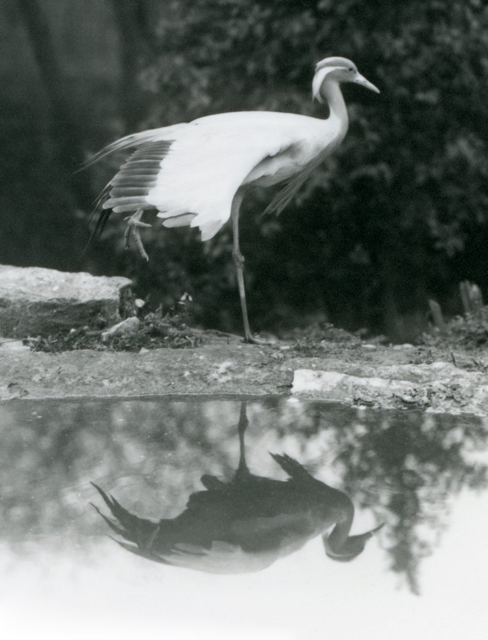 En Demoiselle Crane stående, på et ben, med sin spejllignende refleksion i poolen nedenfor, London Zoo af Frederick William Bond
