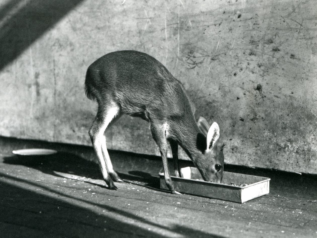 En Duiker, der fodrer fra en bakke på jorden, London Zoo, juli 1925 af Frederick William Bond