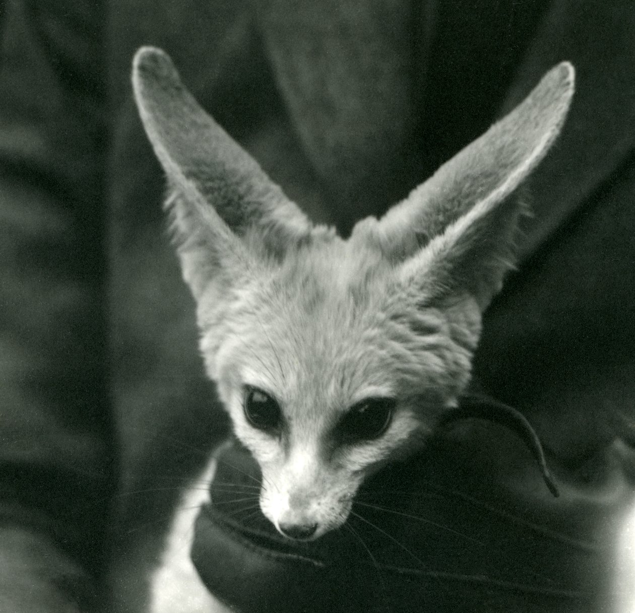 En Fennec-ræv holdes rundt om halsen af en handskebeskyttet målmand, 1924 af Frederick William Bond