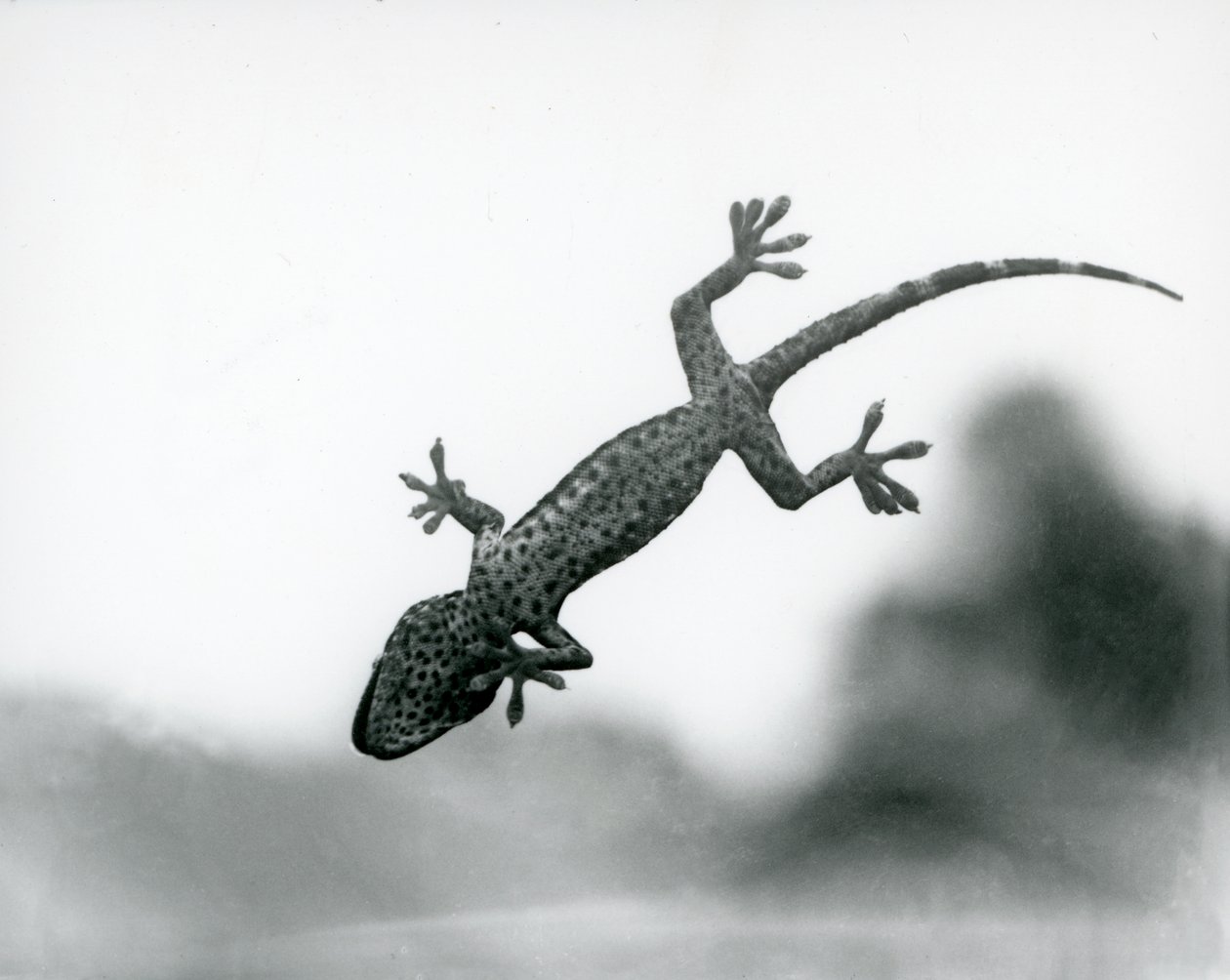En gekko set nedefra, mens den klatrer på glas, viser sine specialiserede trædepuder, London Zoo, august 1928 (s/h foto) af Frederick William Bond