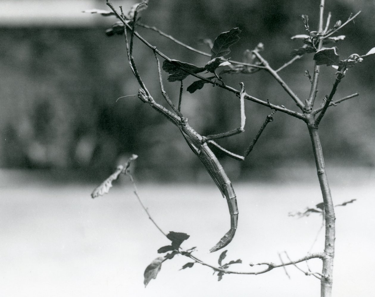 Et kæmpe pindeinsekt camoufleret på en kvist i London Zoo i 1923 af Frederick William Bond