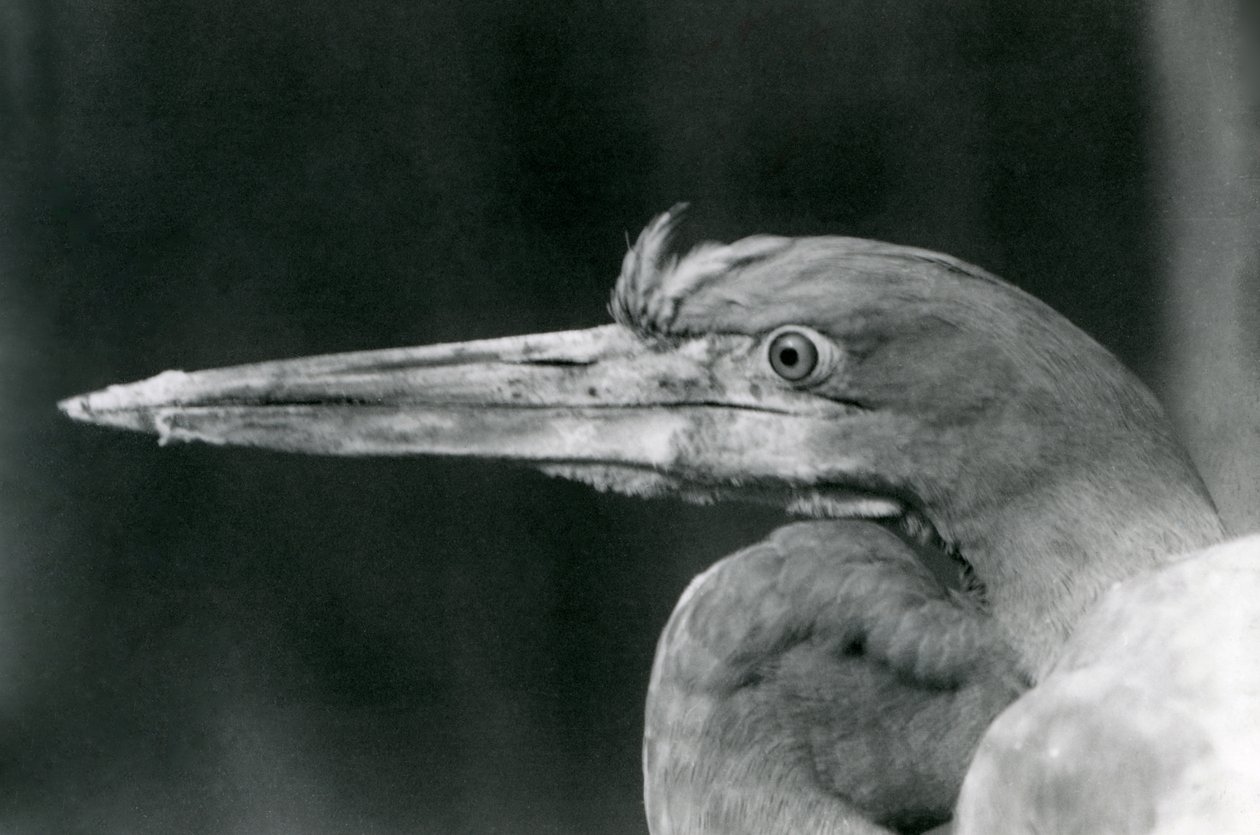 En goliathhejre i London Zoo i 1924 af Frederick William Bond