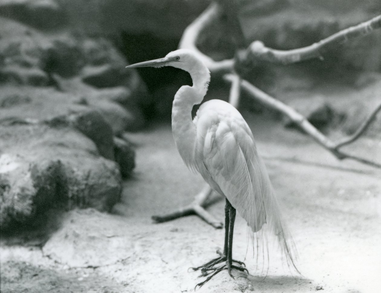En Great Common Egret eller Great White Heron i ynglende fjerdragt, stående på gulvet i sin indhegning i London Zoo i juni 1928 af Frederick William Bond