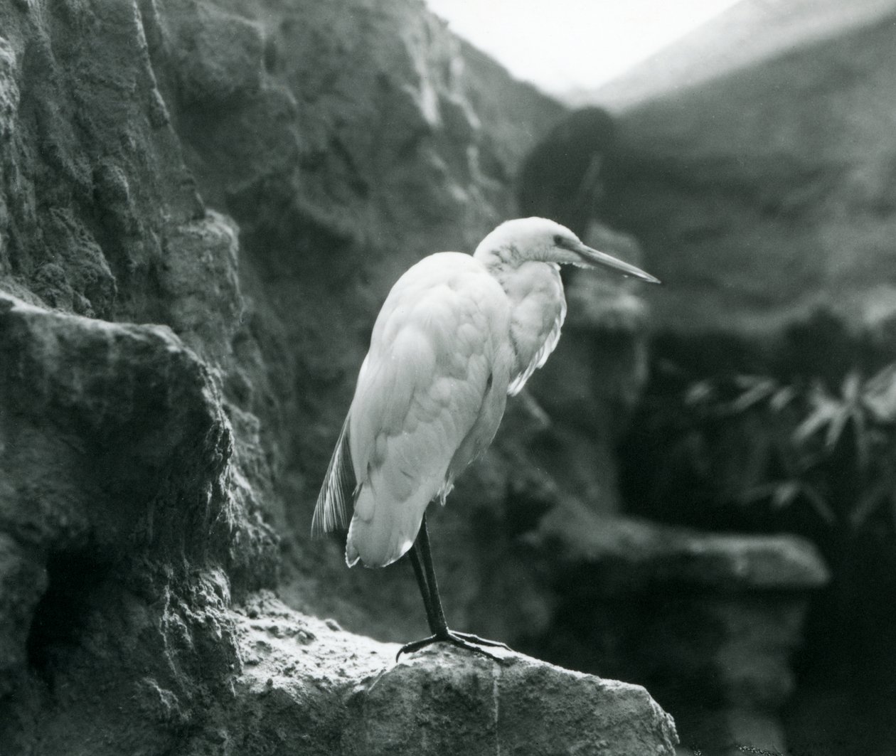 En Great Common Egret eller Great White Heron stående på en klippe i London Zoo i september 1927 af Frederick William Bond
