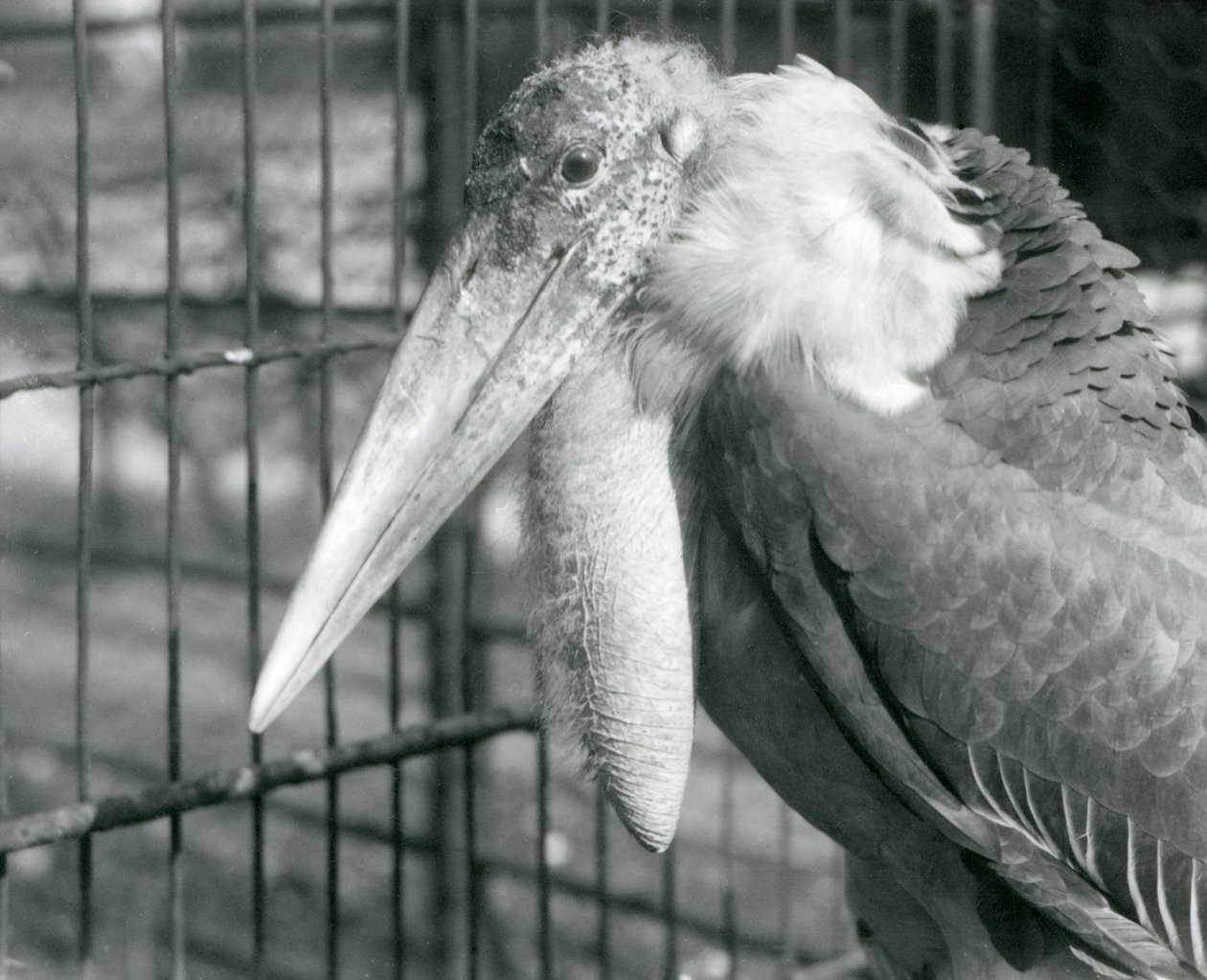 A Greater Adjutant Stork i London Zoo i juli 1925 af Frederick William Bond