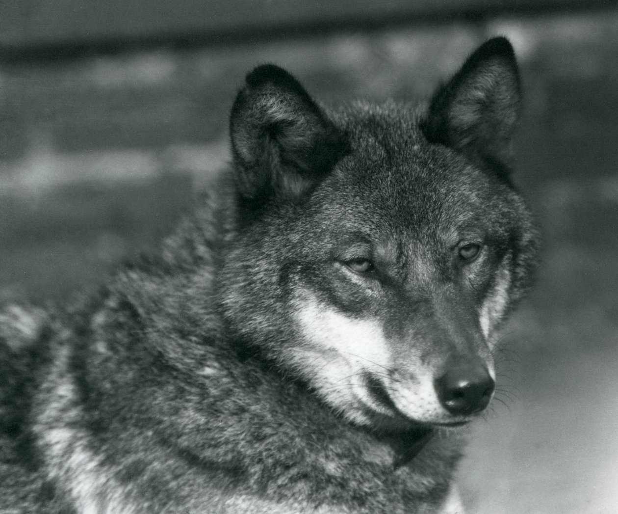 En grå ulv i London Zoo, 1925 af Frederick William Bond