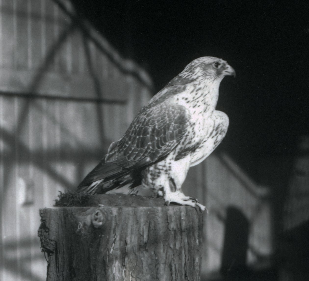 En Gyrfalcon hviler på en træstamme, London Zoo, december 1925 af Frederick William Bond