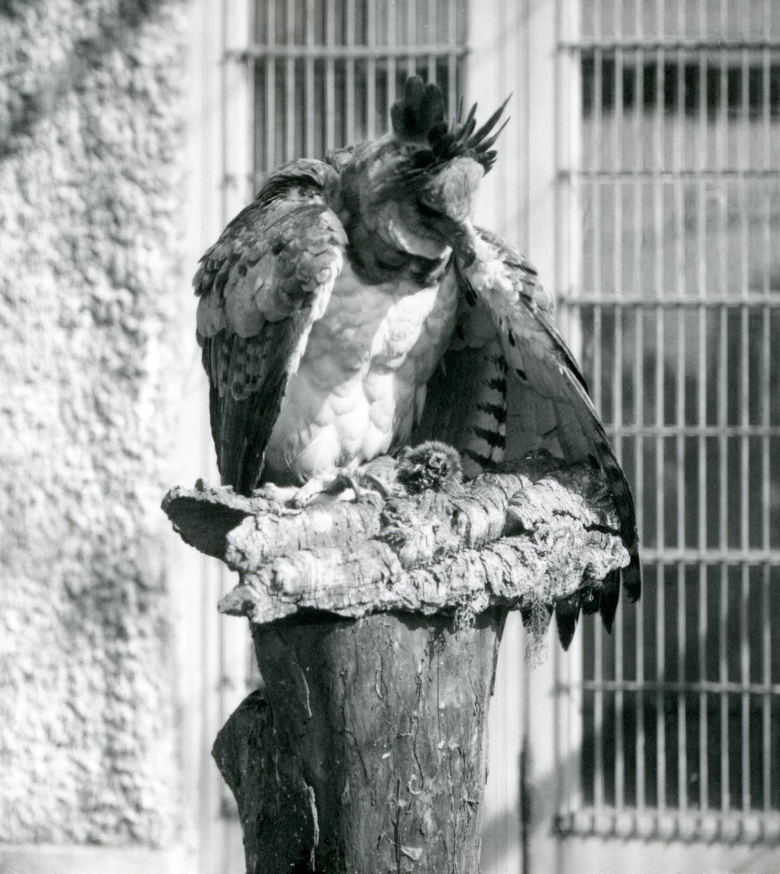 En harpy-ørn i London Zoo, april 1914 af Frederick William Bond