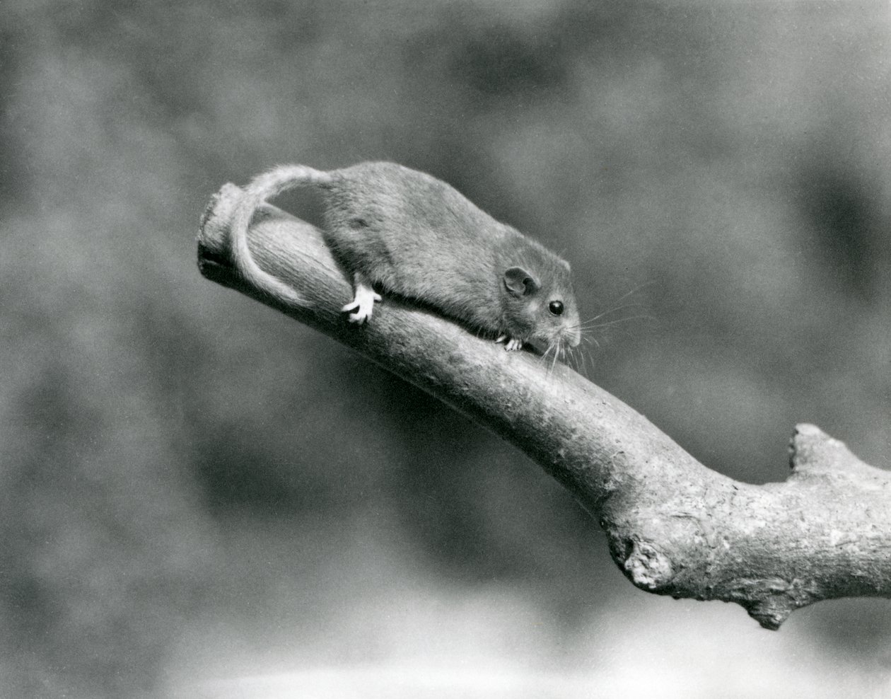 En Hassel/Common Dormouse på en gren, London Zoo af Frederick William Bond