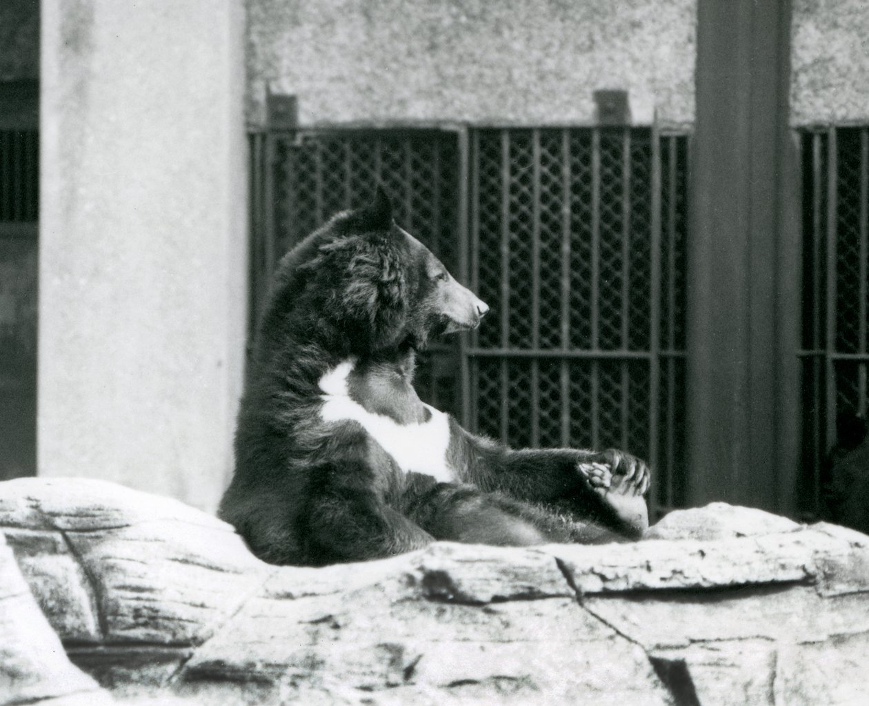En Himalaya-sortbjørn, der sidder tilbage på klipperne og holder tæerne, London Zoo af Frederick William Bond