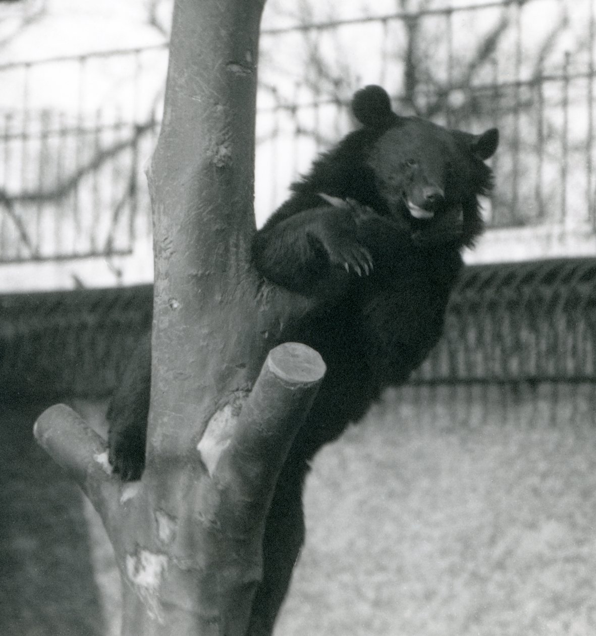 En brun Himalayabjørn Isabelline Bear Dzu-Teh i et træ i London Zoo i 1925 af Frederick William Bond