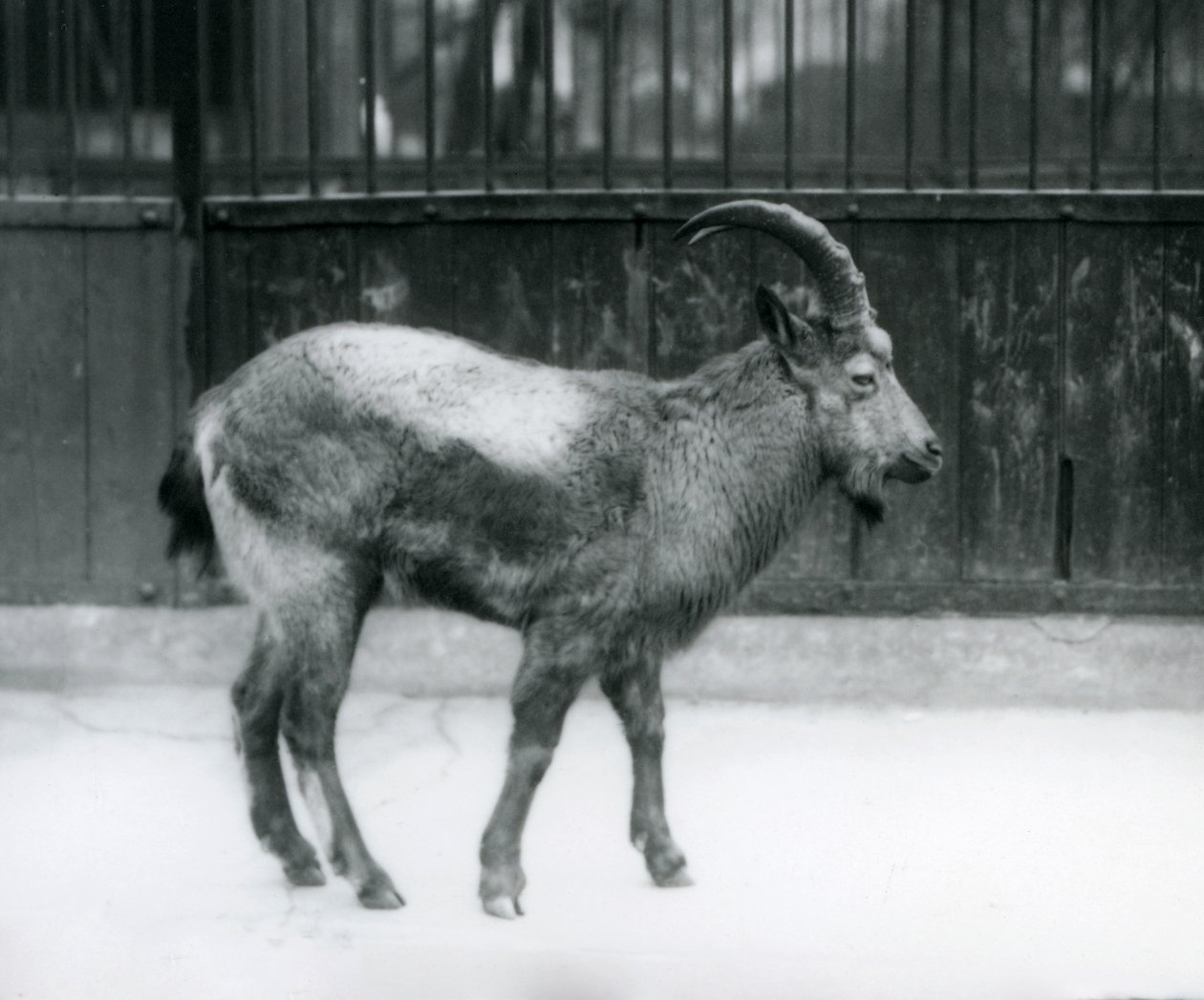 En Himalaya Ibex stående i London Zoo, 1927 af Frederick William Bond