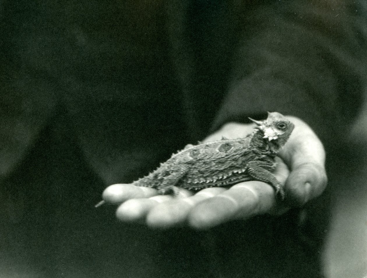 A Horned Lizard hviler i sin vogterhånd, London Zoo, april 1923 (bw foto) af Frederick William Bond